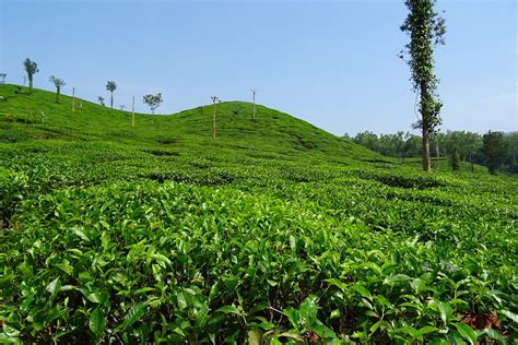 explore  tea gardens  dharamshala   family vacation