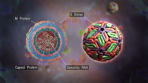 genes determinam se você vai ter dengue grave ou não sugere pesquisa