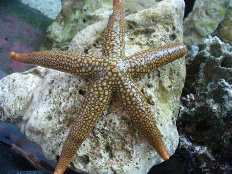 starfish  echinoderm flickr photo sharing