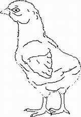 Chick Baby Book Chooks Coloring sketch template