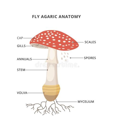 biology diagrams anatomy images mushroom drawing science
