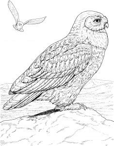 owl coloring page  kids animal place