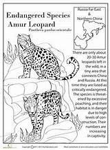Amur Endangered Leopard Species Animals Coloring Worksheet Animal Worksheets Falcon Kids Grade Activities Cats Big Extinct Comprehension Science Education Designlooter sketch template