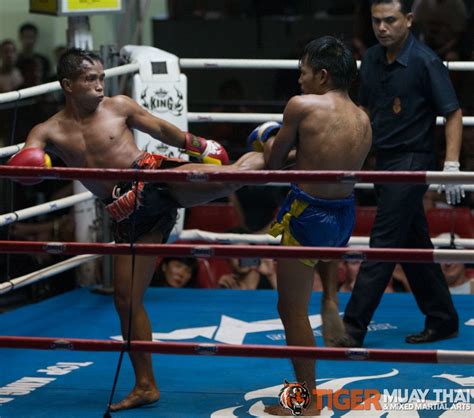 fighting thai tiger muay thai and mma training camp guest fights july