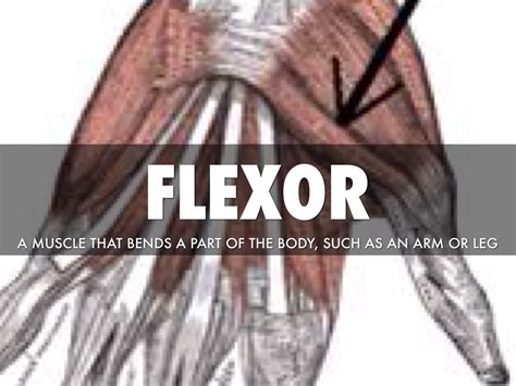 Flex Flect Bend By Cassidy Robertson