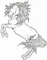 Lineart Lipizzan Deviantart Horse Coloring Pages Drawings Horses Colour sketch template
