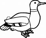 Coloring Wecoloringpage Duck Pages sketch template