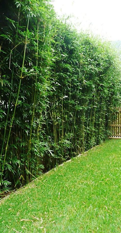 bambusa multiplex green hedge bamboo  divisions starter size