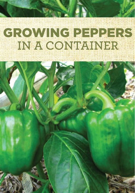 click   learn   grow bell peppers   container garden