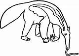 Oso Hormiguero Anteater Clipart Rainforest Animals Formichiere Tamandua Bandeira Comiendo Colorare Disegni Platypus Pangolin Mangia Library Clipartmag sketch template