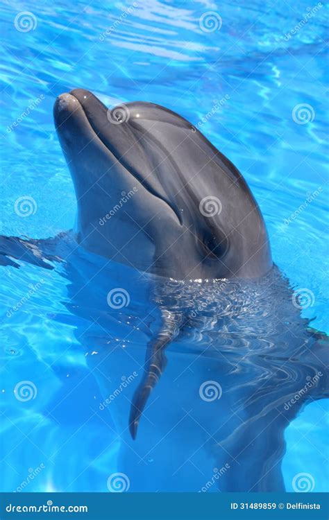 dolphin head picture stock  stock image image  backdrop