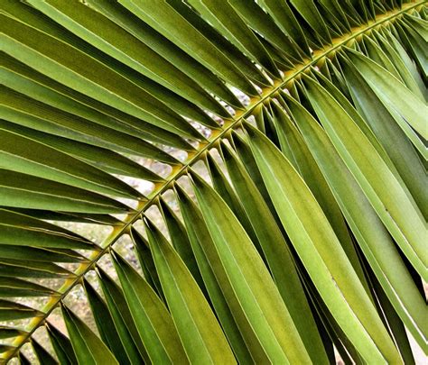date palm frond  pamelajean ephotozine