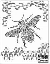 Bee Coloring Thrasher sketch template