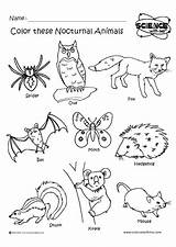 Nocturnal Animals Coloring Animal Pages Night Clipart Preschool Worksheets Activities Crafts Kids Clip Printables Kindergarten Angol Feladatok Sheets Themes Colouring sketch template