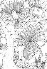 Paradise Colouring Birds Book sketch template