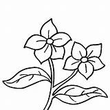 Pintar Laminas Lilac Thecolor Syringa Lilacs Iris Aspx Pintarcolorir Elige También sketch template