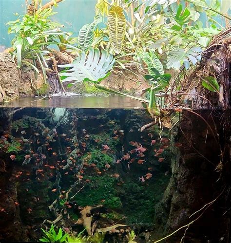 amazon rising home aquarium zoochat