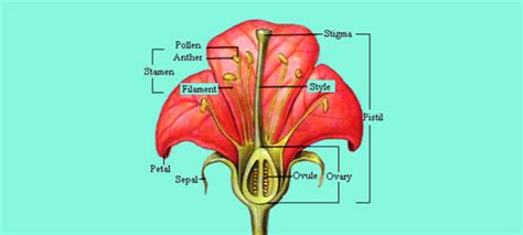 Flower Male And Female Reproductive Parts Structure Of A Flower The