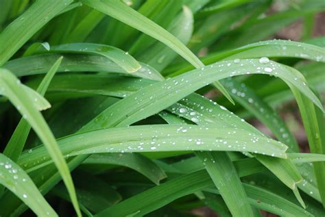 plant   rain  photo  freeimages