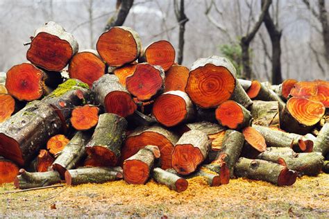 alder firewood  good firewood choice