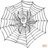 Ausmalbilder Spinne Spider Netz Ausmalbild Ausdrucken Zeichnen sketch template