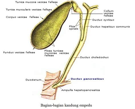 sistem ekskresi pengertian anatomi organ fungsi  gangguan