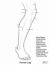 Anatomy Coloring Pages Human Leg Worksheets Worksheet Printable Foot Bones Lower Muscles Inspired Limb Comment Via Popular Comments sketch template