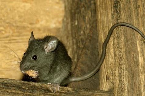 Rats In Cheap Trousers Have Less Sex
