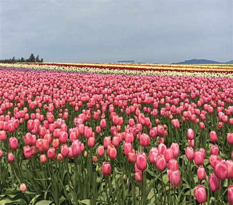 tulip festival season   simply seeking joy