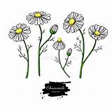 Manzanilla Chamomile Herbal Daisy Kamille Ausmalbilder sketch template