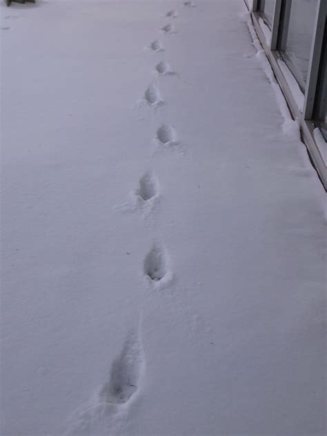 footprints news