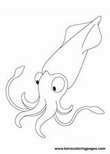 Squid Coloring Template Pages Printable Please Print Benscoloringpages sketch template