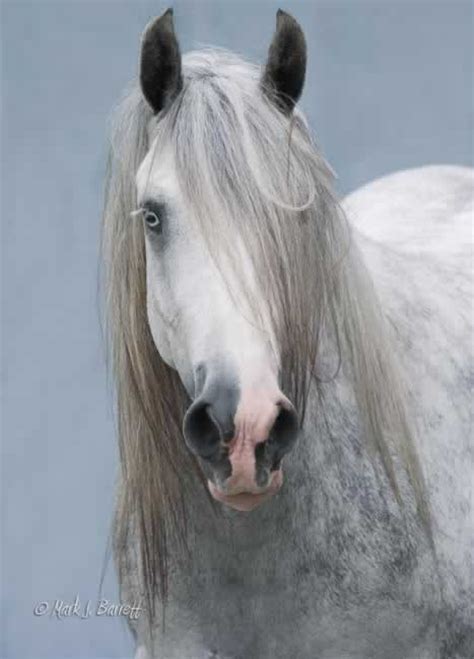 gypsy vanner horse