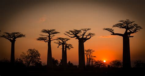baobaballee madagaskar foto bild sonnenuntergaenge himmel