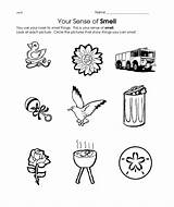 Senses Sense Smell Organs Science sketch template