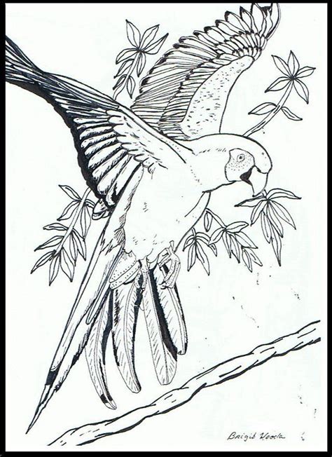 bird drawings animal drawings cute drawings bird coloring pages