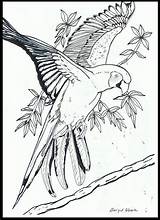 Papegaai Vogels Volwassenen Aves Drawings Tekenen Parrot Dieren Flores sketch template