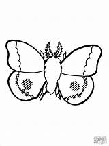 Moth Coloring Pages Nocturnal Coloringbay sketch template