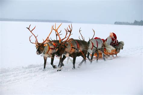 reindeer sleigh ride santa reindeer farm visit  sleigh ride