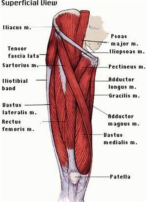 pictures  anterior thigh muscles