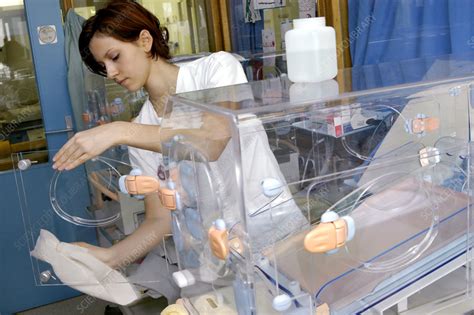 nurse cleaning  incubator stock image  science photo