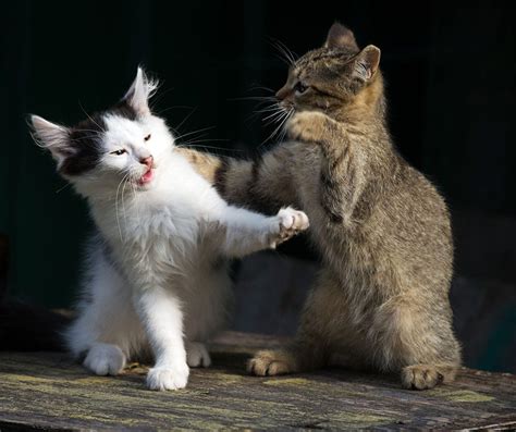 How To Stop Cats From Fighting Are My Cats Fighting Or Playing