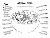 Cell Animal Worksheet Coloring Color Worksheets Grade Bioart Teacherspayteachers Teachers Science Animals Pay Students Organelles Featured Items sketch template