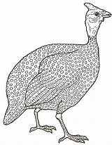 Guinea Fowl Pintade Gallina Guineafowl Fowls Brett Hens Janbrett Chickens sketch template