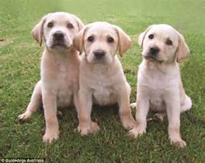 calls    raise guide dogs  part   training program daily mail