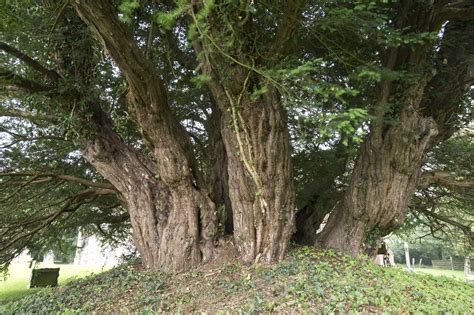 Ashbrittle Yew Tree Britain S Oldest Living Tree May Be Dying Metro News