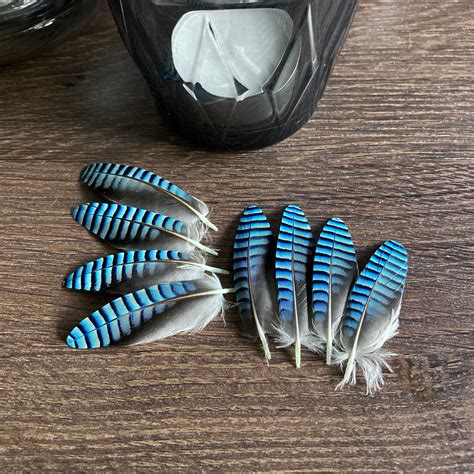 double blue jay feathers ethically sourced check  size etsy