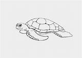 Coloring Turtle Green Pages Turtles sketch template