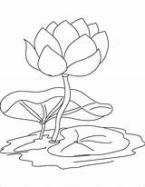 Lily Coloring Water Flower Pages Pad Outline Drawing Flowers Kids Color Lilies Print Pond Getdrawings Printable Getcolorings Sheet Colorings Popular sketch template