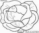 Cabbage Pages Coloring Template Colouring sketch template